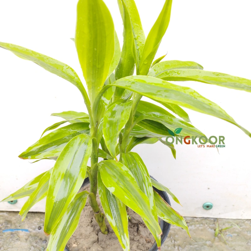 Lucky bamboo