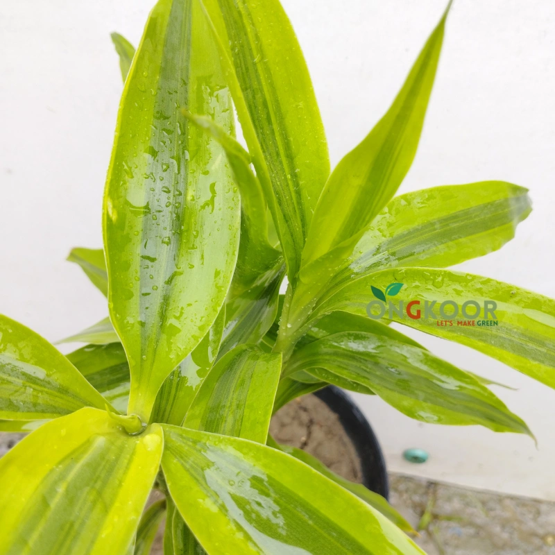 Lucky Bamboo লাকি ব্যাম্বু - Image 3