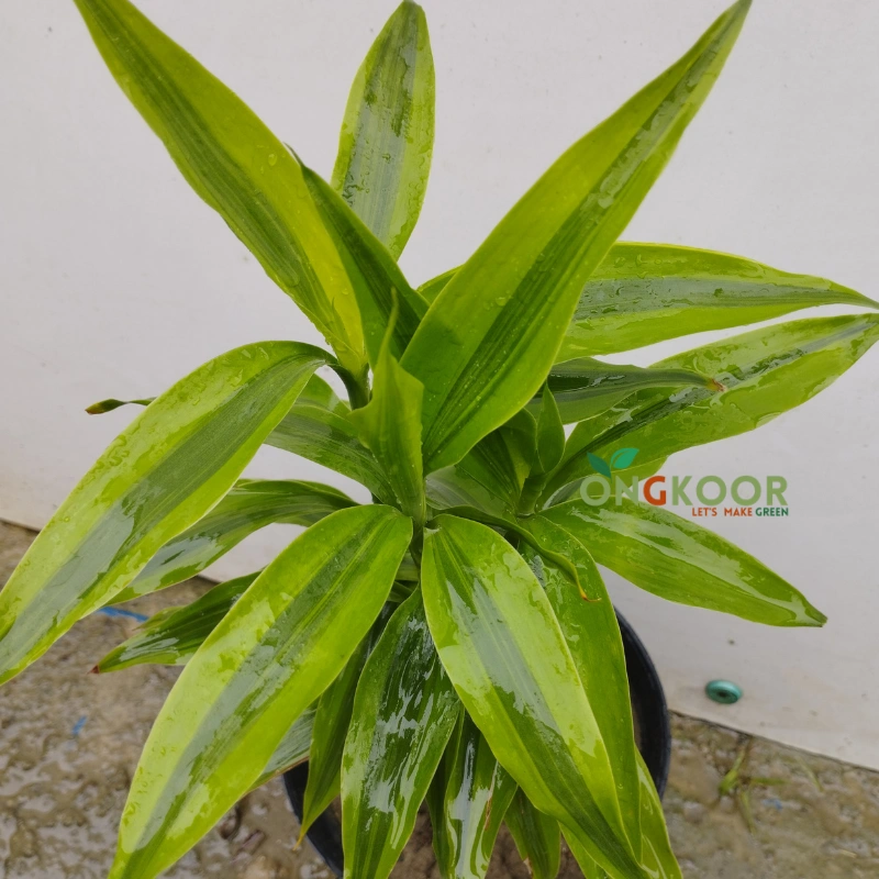 Lucky Bamboo লাকি ব্যাম্বু - Image 2