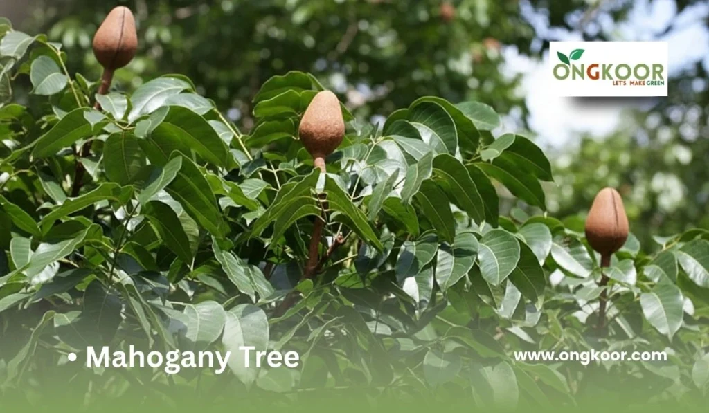 মেহগনি গাছের দাম কত: বাংলাদেশে মেহগনি গাছের পরিচয়, বৈশিষ্ট্য ও মূল্য