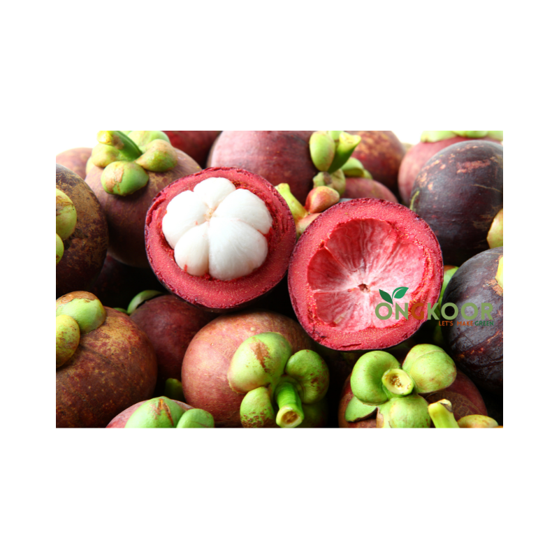 Mangosteen Fruit Tree ম্যাঙ্গোস্টিন গাছ Garcinia Mangostana - Image 2