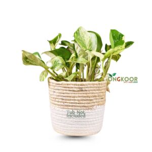 Manjula-Pothos-