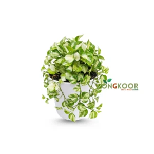 Manjula Pothos