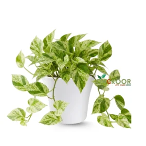 Marble Queen Pothos