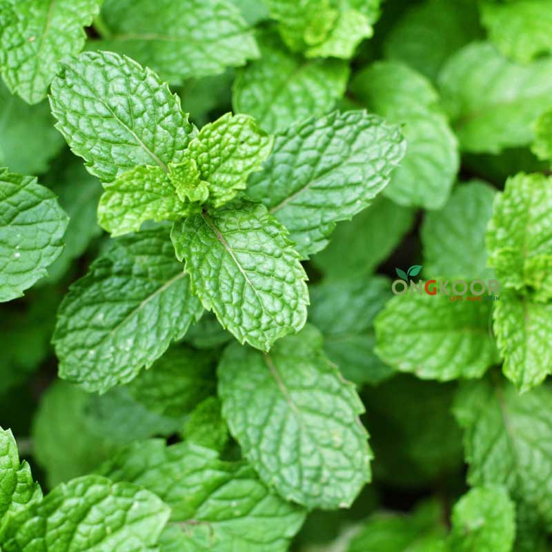 Mint-Leaf