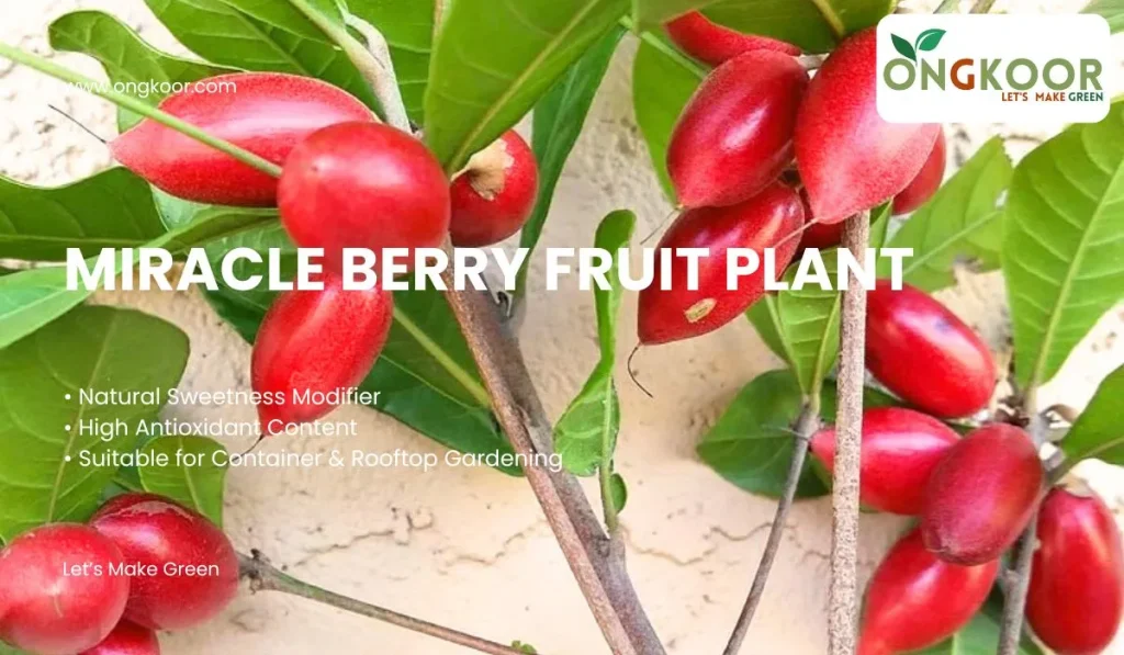 Miracle Berry Fruit Plant