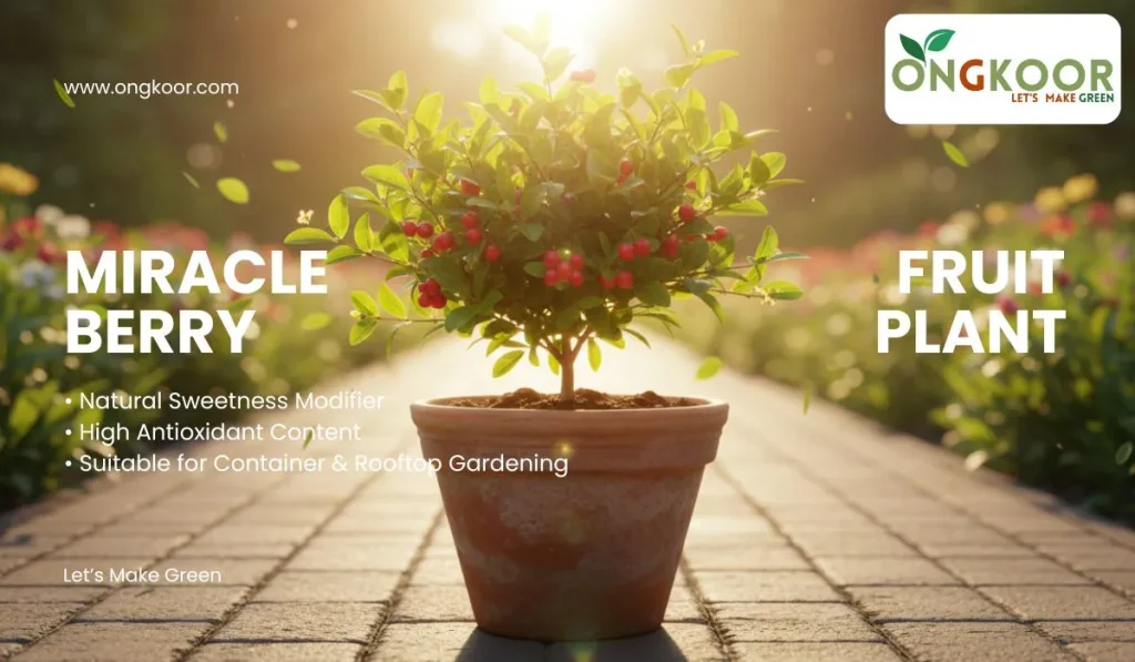 Miracle Berry Fruit Plant