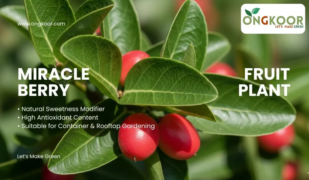 Miracle Berry Fruit Plant
