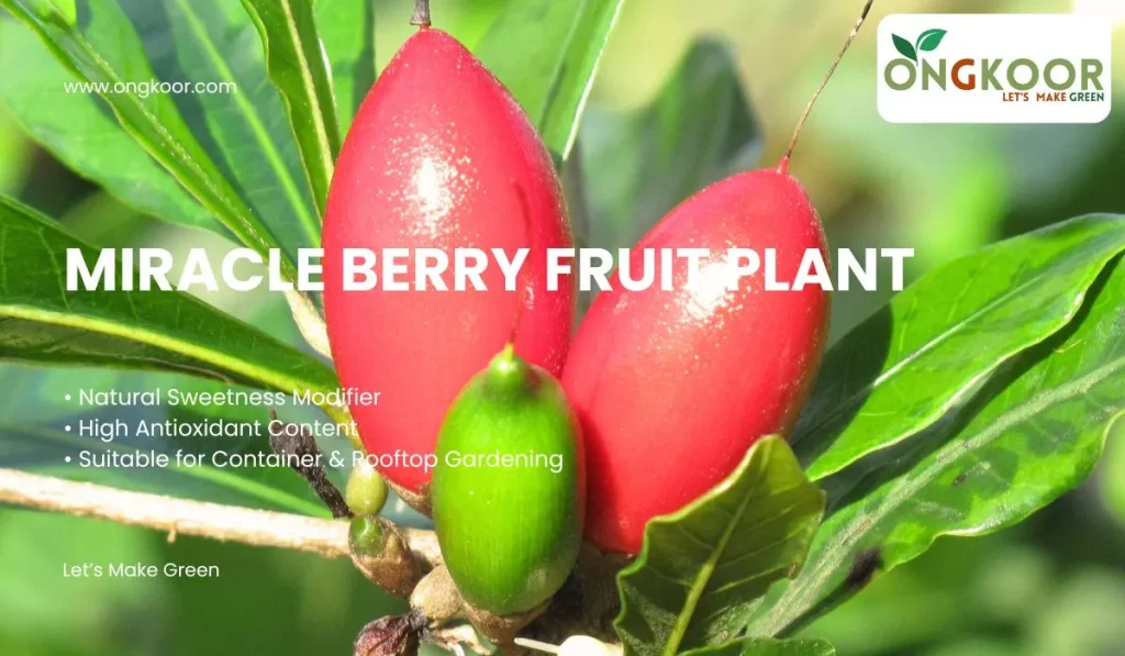 Miracle Berry Fruit Plant