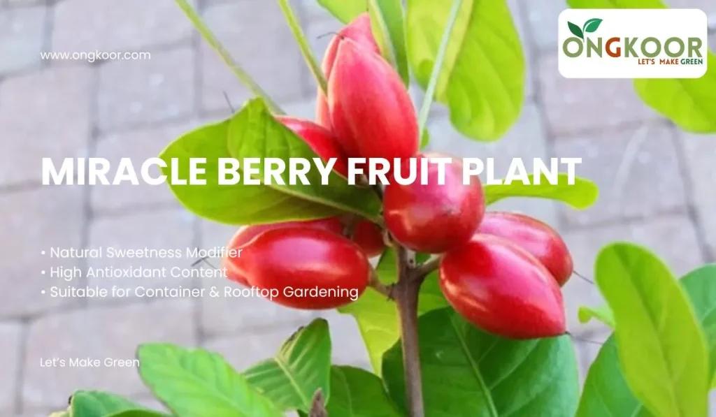 Miracle Berry Fruit Plant
