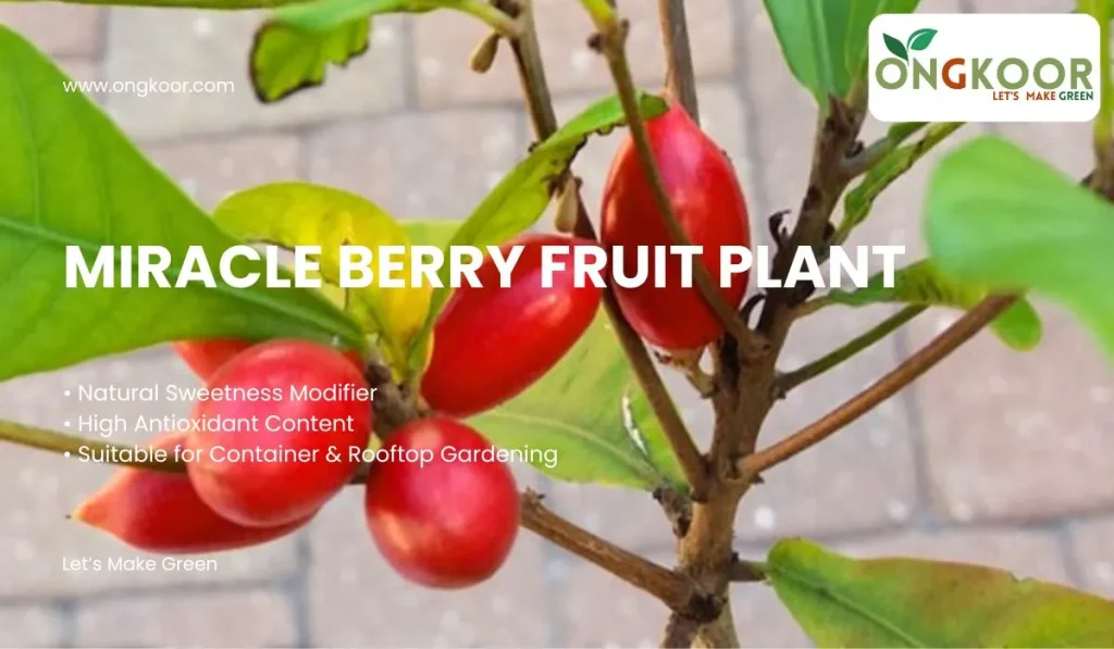 Miracle Berry Fruit Plant