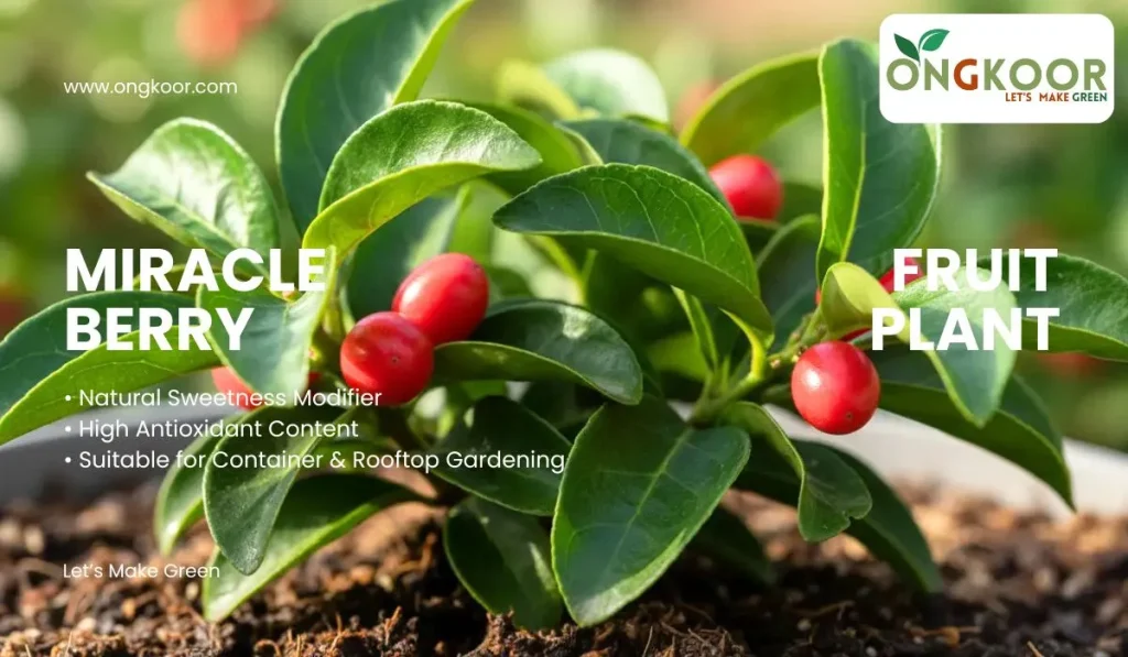 Miracle Berry Fruit Plant