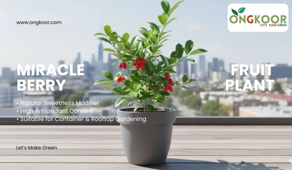 Miracle Berry Fruit Plant