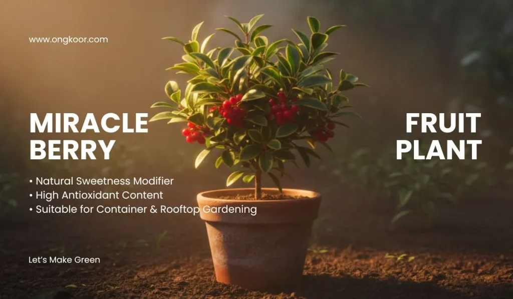 Miracle Berry Fruit Plant