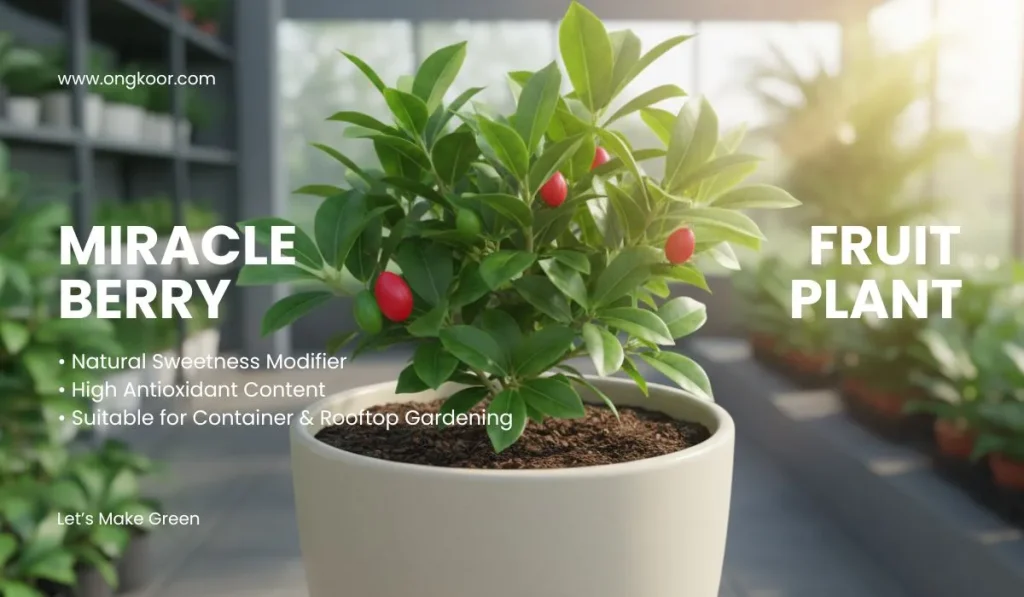 Miracle Berry Fruit Plant