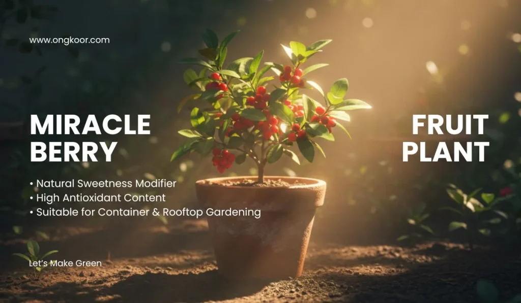 Miracle Berry Fruit Plant
