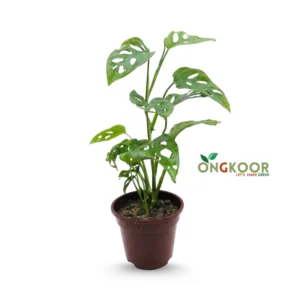 Monstera Adansonii
