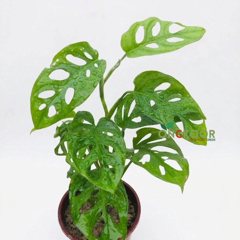 Monstera Adansonii