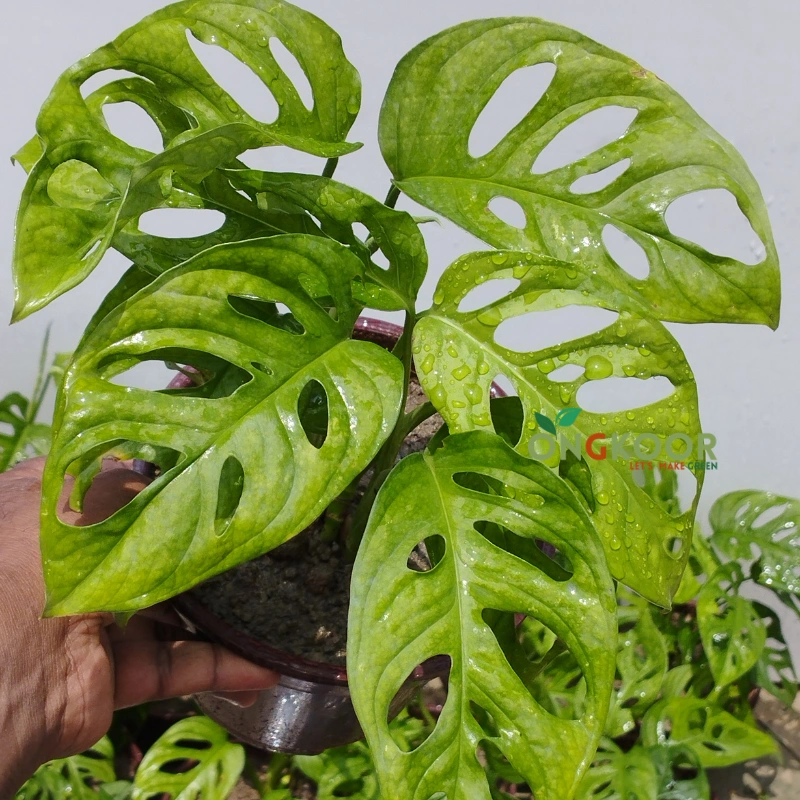 Monstera Adansonii মনস্টেরা আদানসনি - Image 5