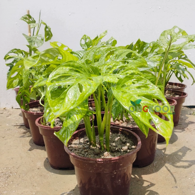 Monstera Adansonii মনস্টেরা আদানসনি - Image 4