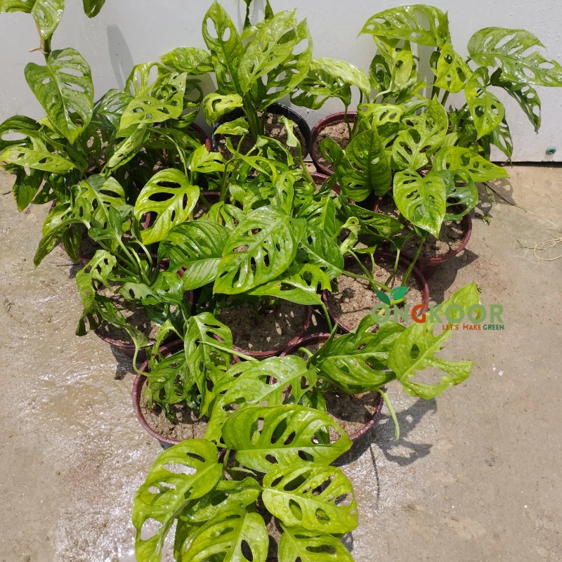 Monstera Adansonii মনস্টেরা আদানসনি - Image 3