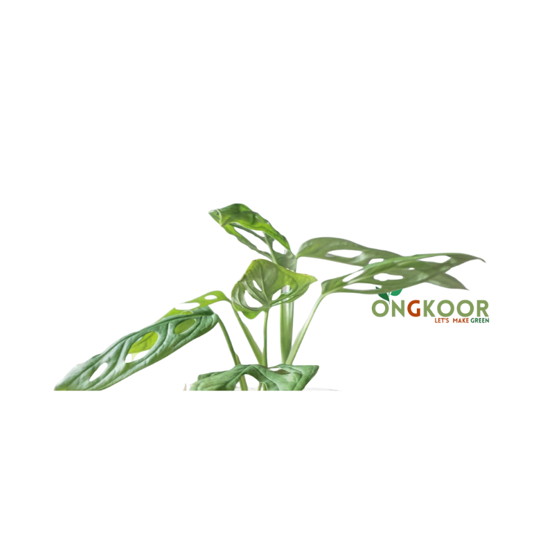 Monstera Adansonii মনস্টেরা আদানসনি - Image 2