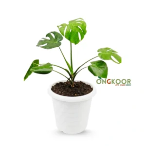 Monstera Deliciosa
