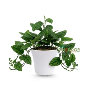 Monstera Peru