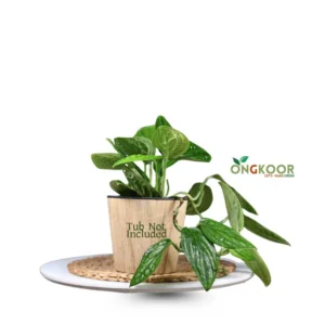 Monstera Peru মনস্টেরা পেরু