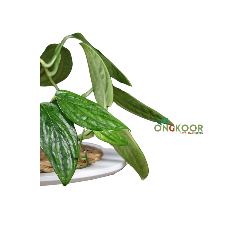 Monstera Peru মনস্টেরা পেরু - Image 2