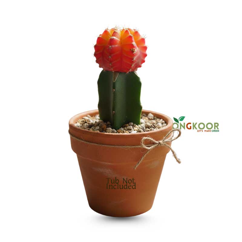 Moon-Cactus