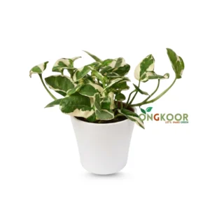 N’Joy Pothos