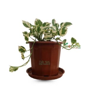 Njoy-Pothos