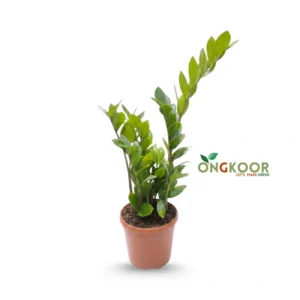 Peace Lily