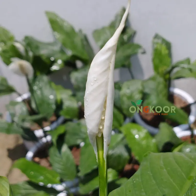 Peace Lily পিস লিলি - Image 2