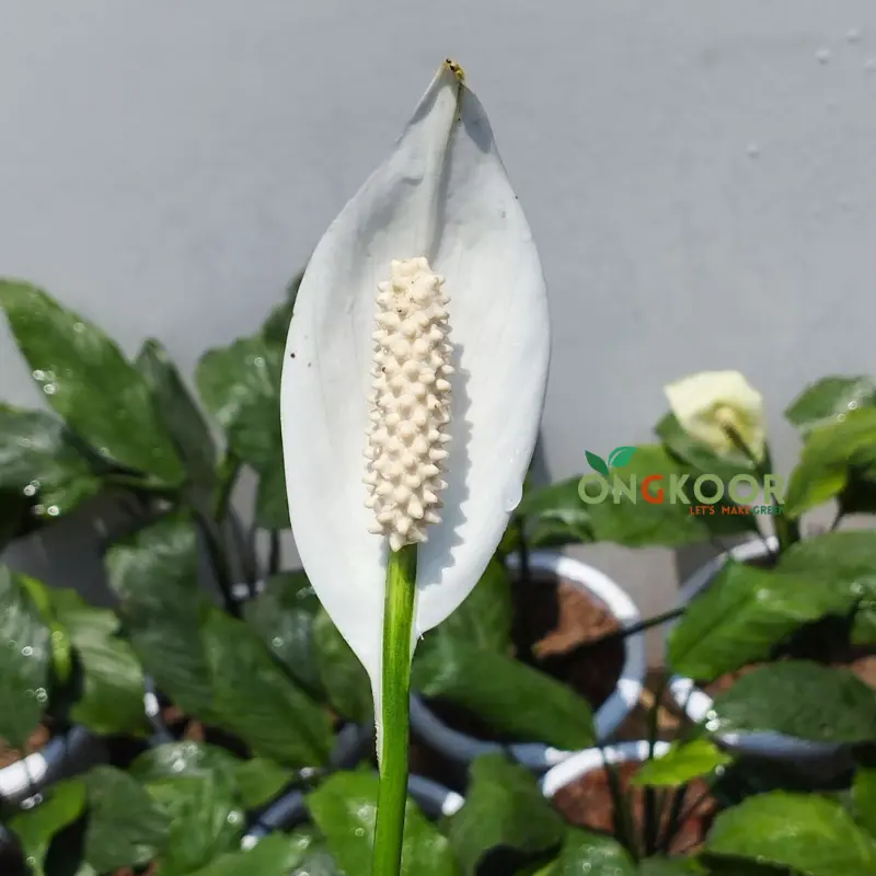 Peace Lily পিস লিলি - Image 3