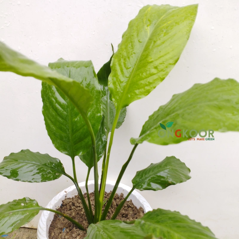 Peace Lily
