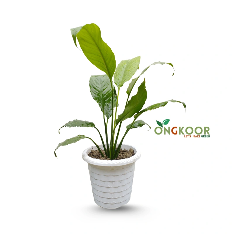 Peace Lily