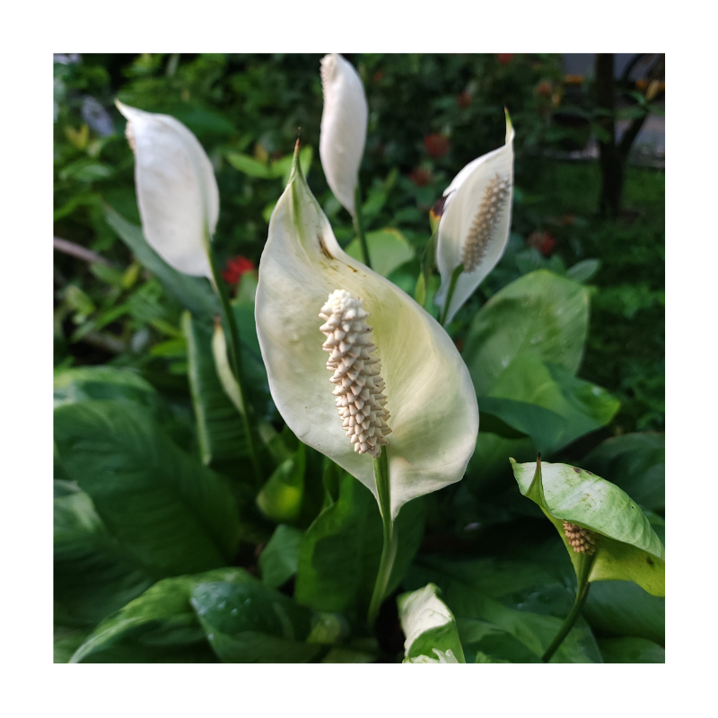 Peace Lily Flower