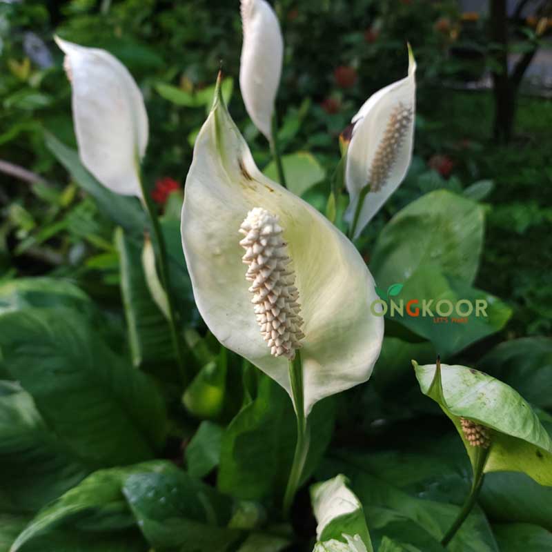 Peace-Lily-laef