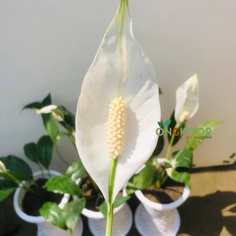 Peace Lily