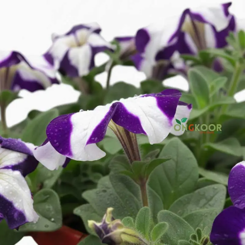 Fittonia ফিটোনিয়া Nerve Plant - Image 2