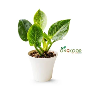 Philodendron Birkin