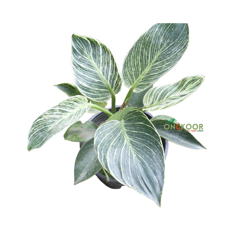 Philodendron Birkin leaf
