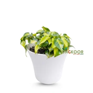 Philodendron Brasil
