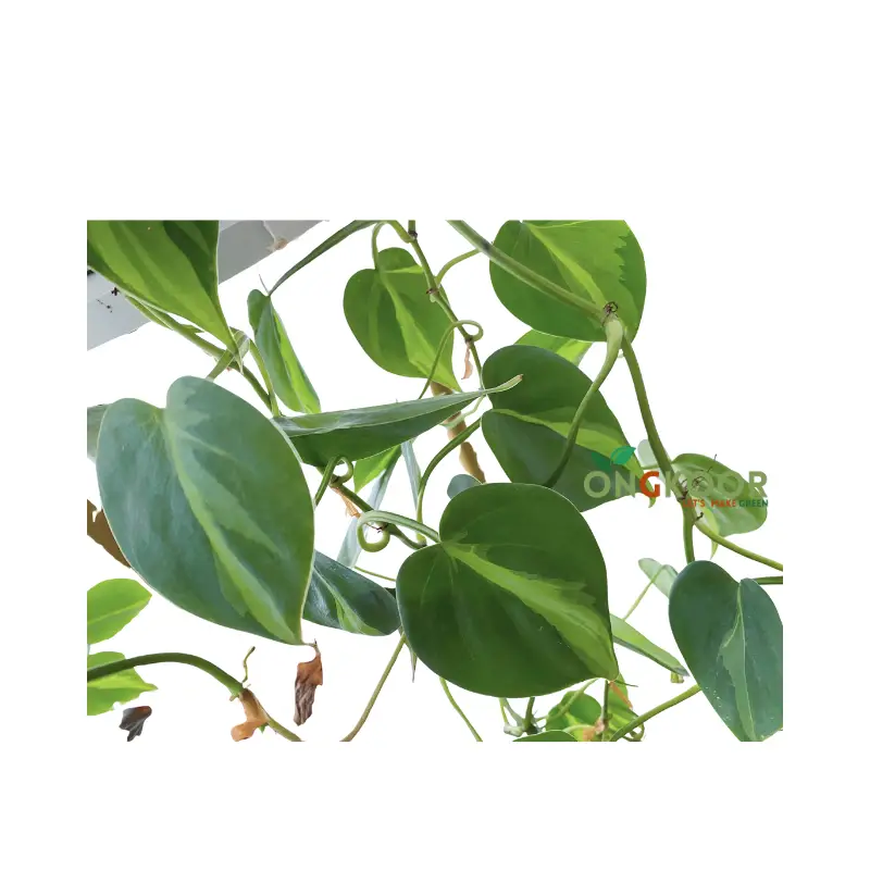 Philodendron Brasil ফিলোডেনড্রন ব্রাসিল - Image 2