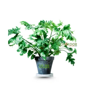 Philodendron Hope Selloum ফিলোডেনড্রন হোপ সেলুম