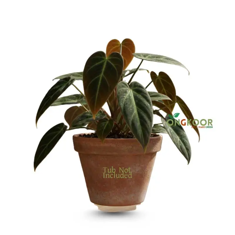 Philodendron Micans ফিলোডেনড্রন মিকান