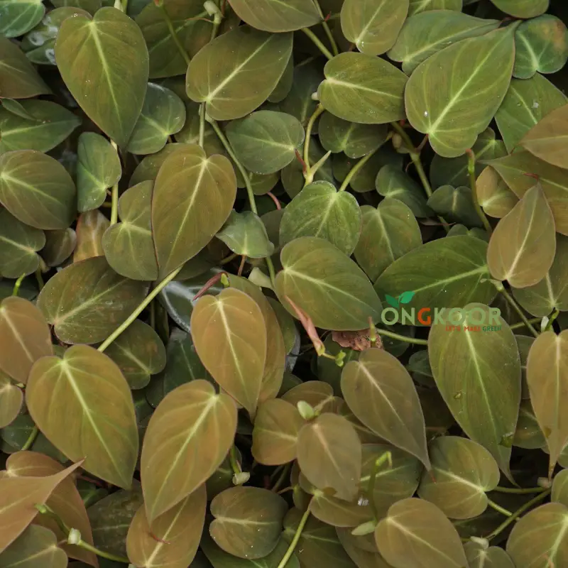 Philodendron Micans ফিলোডেনড্রন মিকান - Image 2