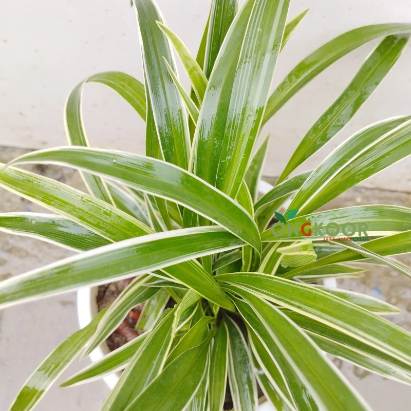 Spider Plant
